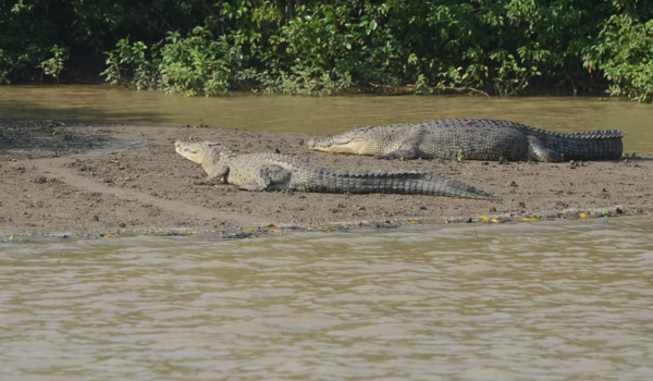 Latest census records rise in crocodile population in Odisha’s Similipal National Park