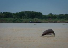 Second rangewide Dolphin Survey launched under Project Dolphin