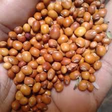 बीड जिल्ह्यात खरीप हंगाम तूर उत्पादक शेतकऱ्यांसाठी शासकीय हमीभाव केंद्रावर नोंदणी प्रक्रियेला सुरूवात