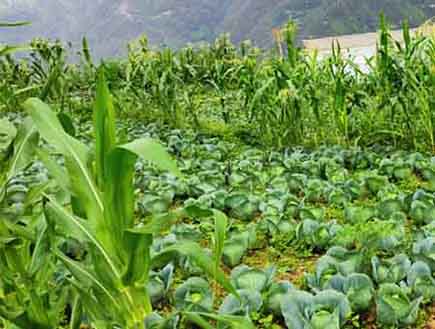 हिमाचल प्रदेश में लोग प्राकृतिक खेती की ओर अग्रसर