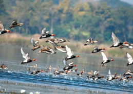 Hirakud wetland in Odisha records arrival of 4.21 lakh birds this season: Union Minister Dharmendra Pradhan