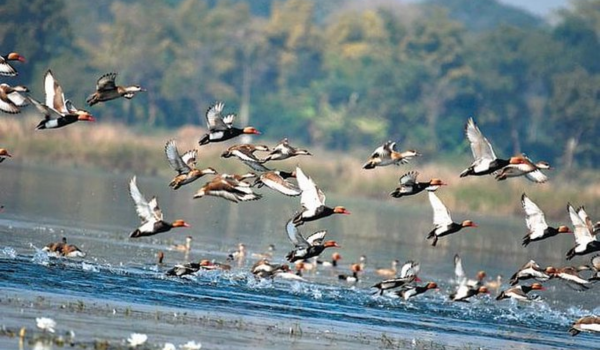 Hirakud wetland in Odisha records arrival of 4.21 lakh birds this season: Union Minister Dharmendra Pradhan