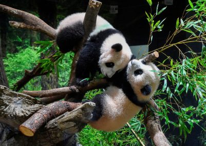 Japan to return twin panda cubs to China