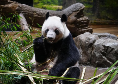 Japan’s last pair of pandas returns to China