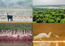 Patna Bird Sanctuary and Chhari-Dhand Added to India’s Ramsar Sites List
