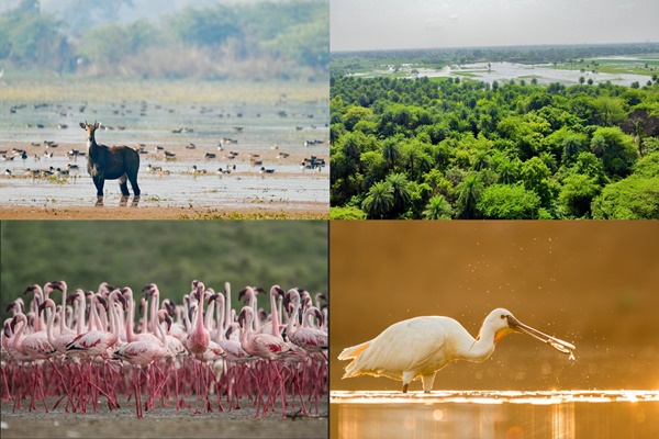 Patna Bird Sanctuary and Chhari-Dhand Added to India’s Ramsar Sites List