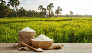 चीन को पीछे छोड़कर विश्‍व का सबसे बड़ा धान उत्‍पादक देश बना भारत: कृषि मंत्री