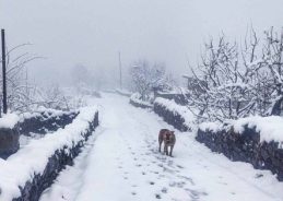 Himachal witnesses first major snowfall of the season; cold wave intensifies