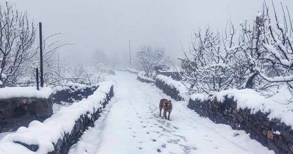 Himachal witnesses first major snowfall of the season; cold wave intensifies