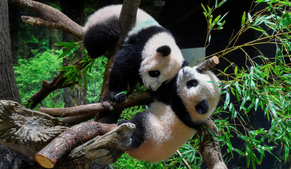 जापान, चीन को लौटाएगा जुड़वां पांडा शावक
