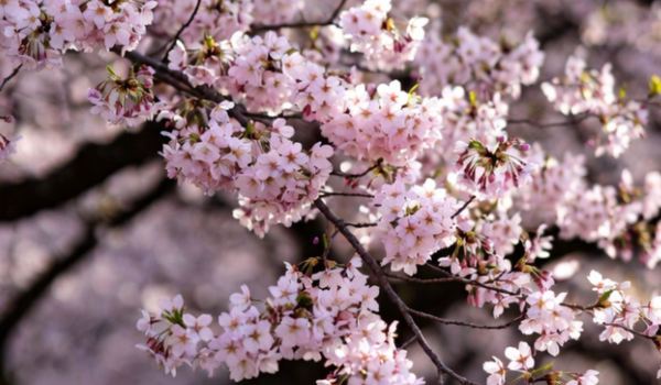 Japan Cancels Arakurayama Sengen Park Cherry Blossom Festival Near Mount Fuji Due to Tourist Misconduct