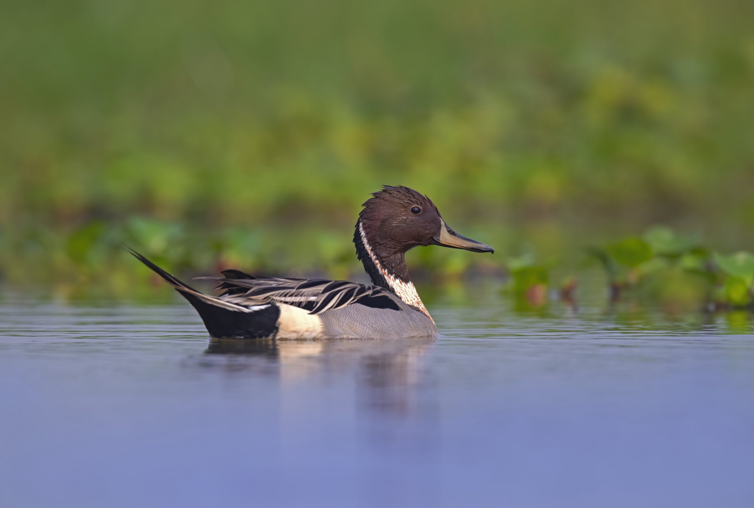 भारत में रामसर स्थलों की संख्या 26 से बढ़कर 98 हुई: केंद्रीय मंत्री कीर्ति वर्धन सिंह