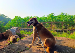 Tamil Nadu govt to establish pet parks in Chennai & Coimbatore with private participation