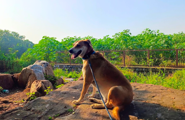 Tamil Nadu govt to establish pet parks in Chennai & Coimbatore with private participation