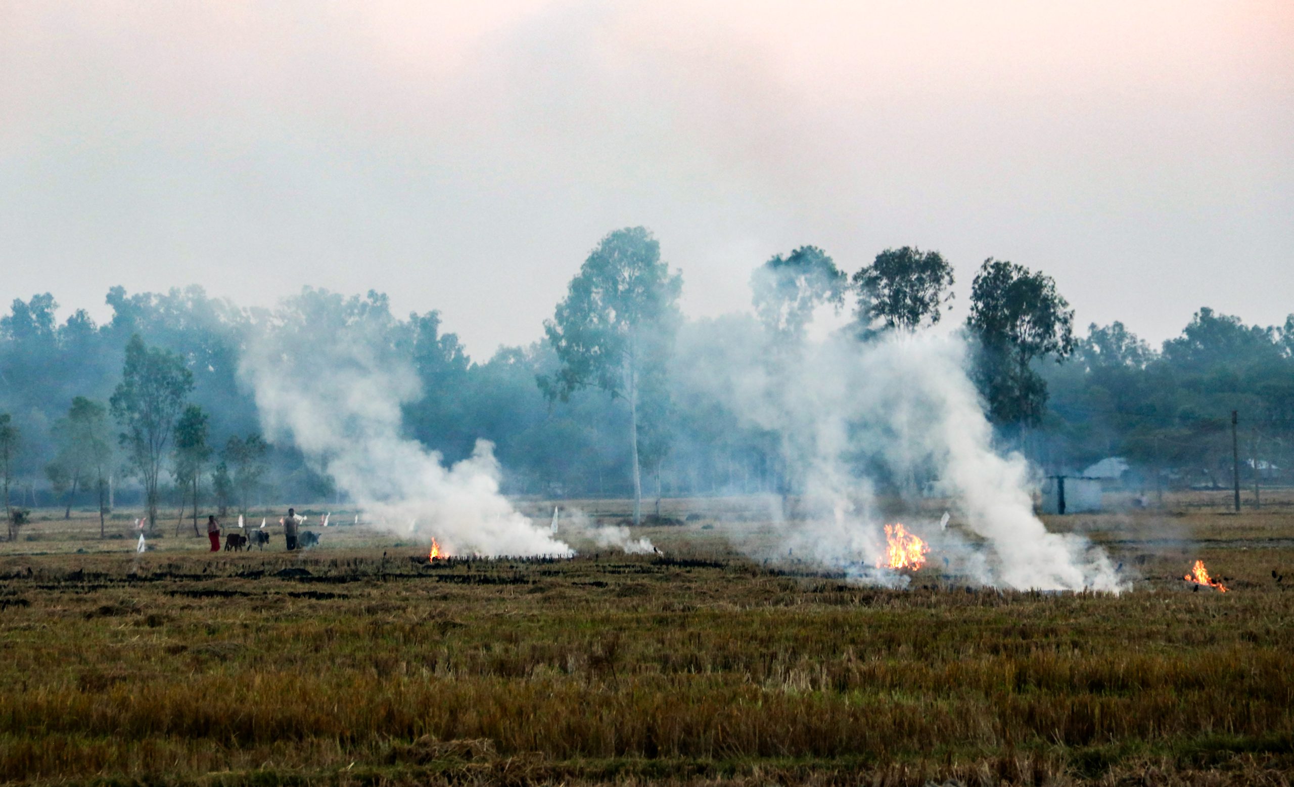 Punjab: 53% decline in stubble burning recorded during Kharif season 2025