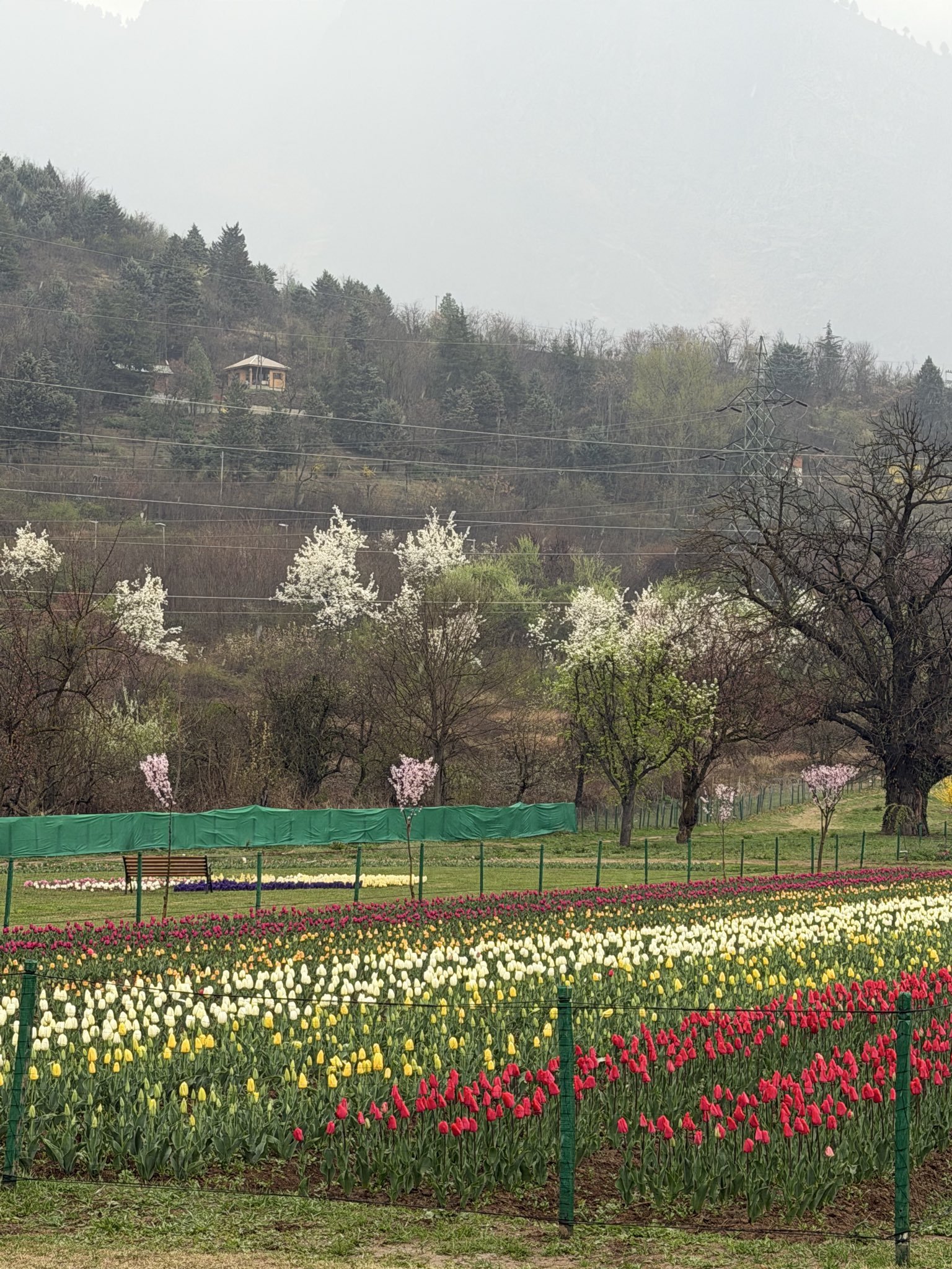 जम्मू-कश्मीर: श्रीनगर में एशिया का सबसे बड़ा ट्यूलिप गार्डन पर्यटकों के लिए खोला गया
