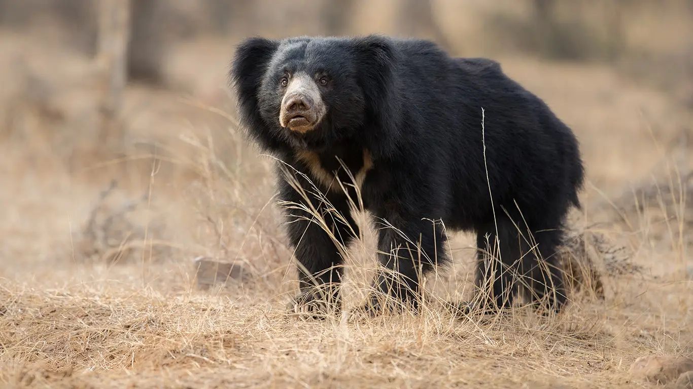 विश्व भालू दिवस के मौके पर केन्द्रीय मंत्री भूपेंद्र यादव ने कहा, सरकार वन्यजीव के संरक्षण के लिए निरंतर प्रयासरत