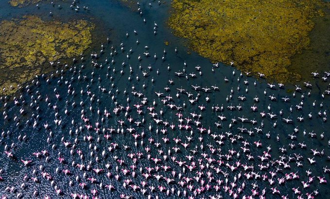 केंद्र ने नवी मुंबई आर्द्रभूमि में राजहंस आवास पर कार्रवाई को कहा