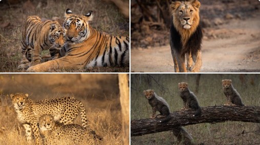 प्रधानमंत्री नरेंद्र मोदी ने विश्व वन्यजीव दिवस के अवसर पर वन्यजीवों के संरक्षण के लिए सरकार की प्रतिबद्धता दोहराई