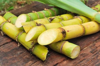 महाराष्ट्र में चल रहा गन्ने की पेराई का सत्र अपने अंतिम चरण में पहुंचा