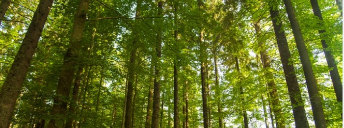 राष्ट्रीय प्राणी उद्यान ने अंतर्राष्ट्रीय वन दिवस को उत्साहपूर्वक मनाया