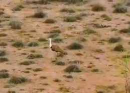 Great Indian Bustard chick born in Kutch, marks breakthrough in conservation efforts