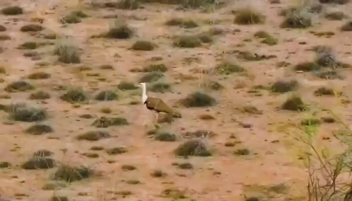 Great Indian Bustard chick born in Kutch, marks breakthrough in conservation efforts