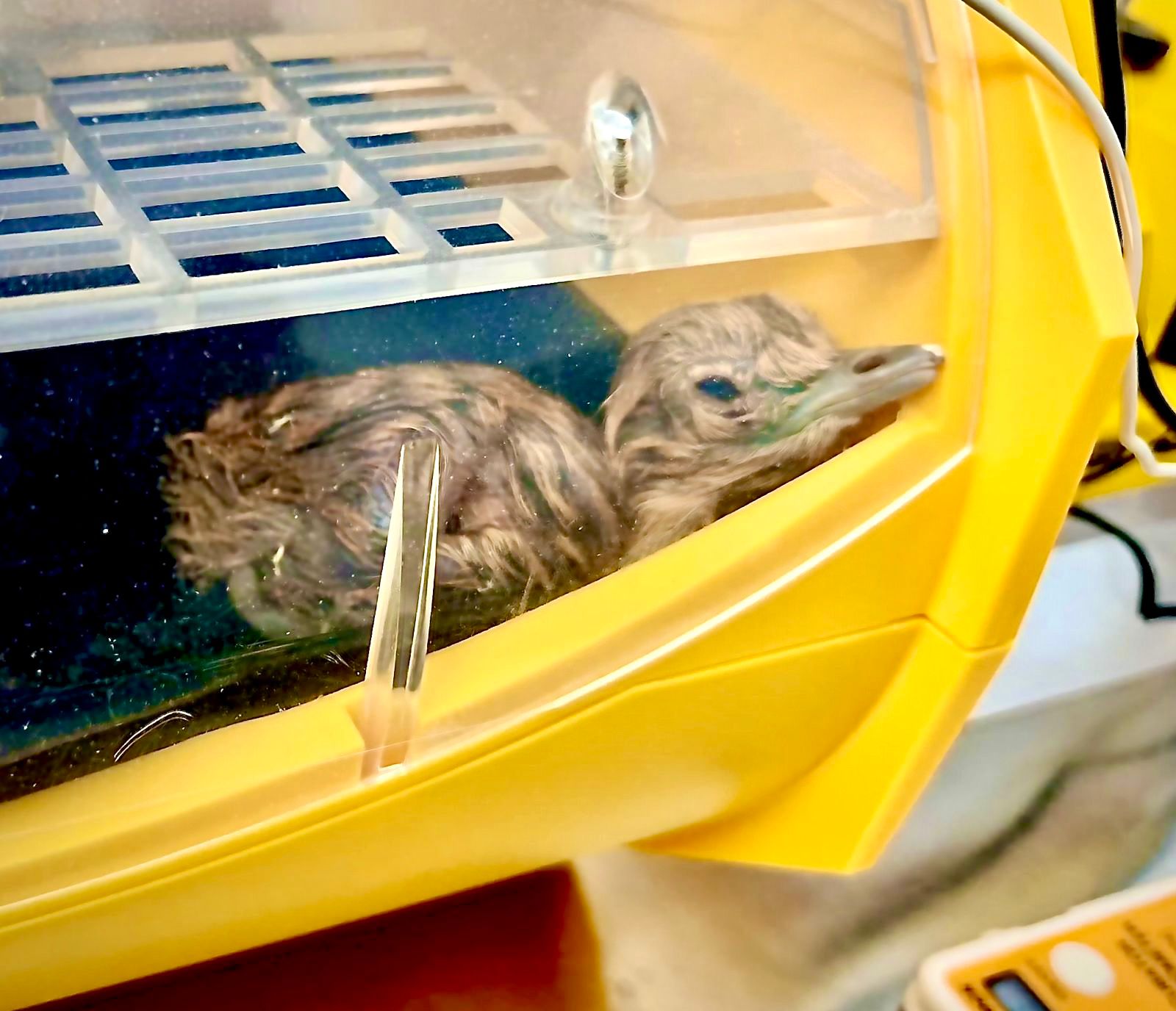 Project Great Indian Bustard Captive Breeding Programme enters 4th year with Two New Chicks