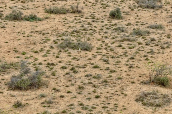 Bhupender Yadav Announces Birth of Endangered Great Indian Bustard Chick in Kutch After a Decade