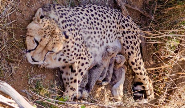 Union Environment Minister Announces Birth of Five Cheetah Cubs at Kuno National Park
