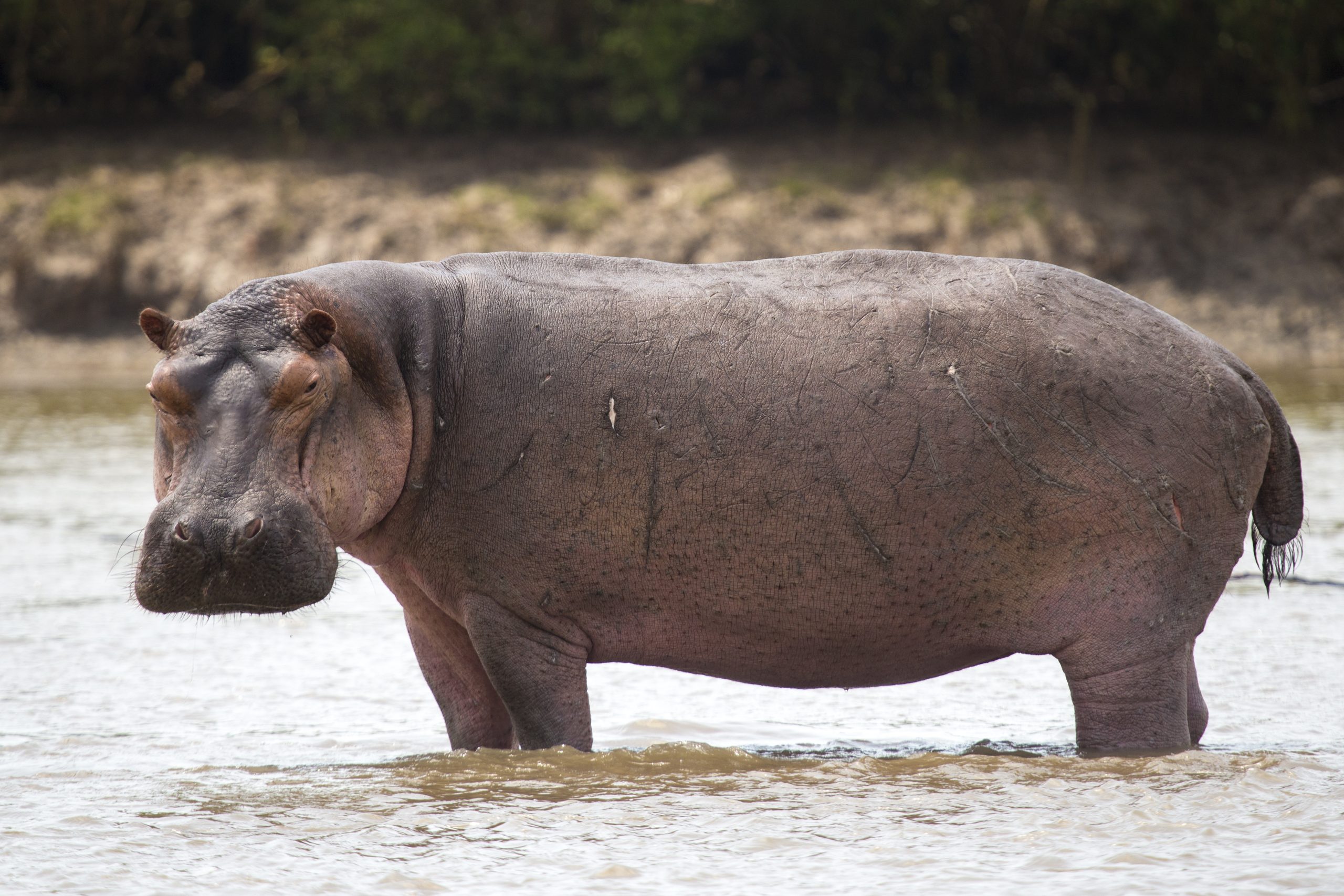 Two hippopotamuses from Chennai reached Jammu