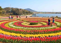 Srinagar: Asia’s Largest Tulip Garden, Nishat Bagh, Opens for Visitors