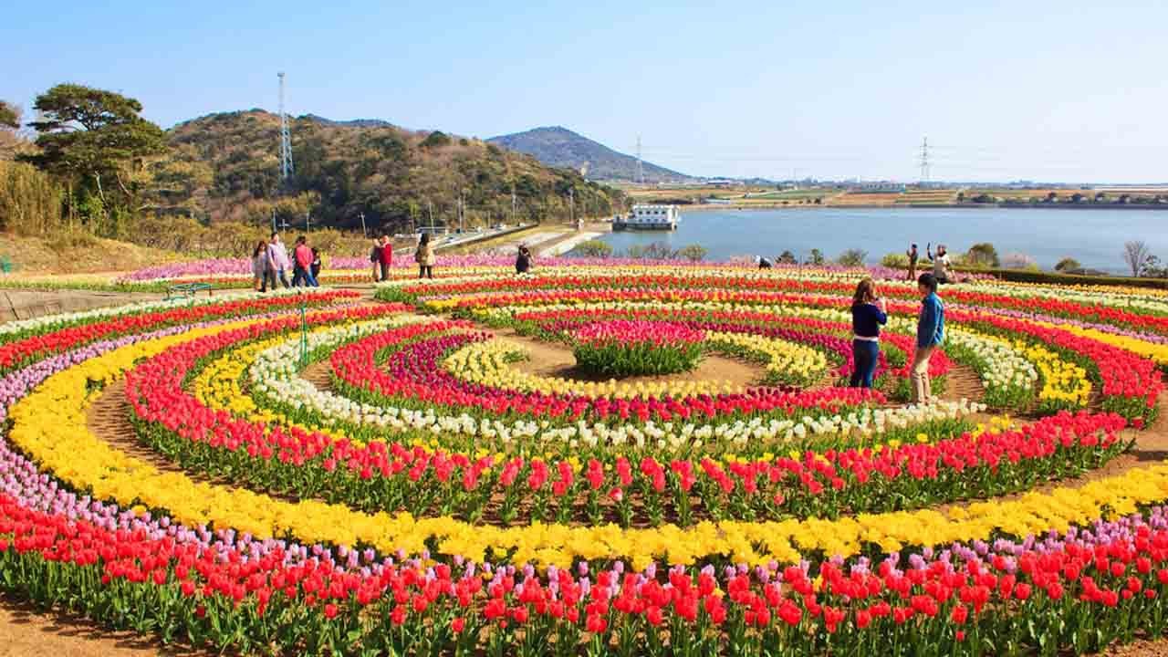 Srinagar: Asia’s Largest Tulip Garden, Nishat Bagh, Opens for Visitors
