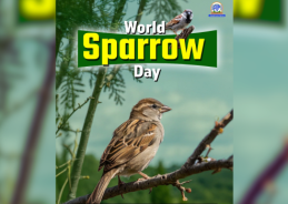 World Sparrow Day observed globally to highlight declining sparrow populations