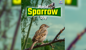 World Sparrow Day observed globally to highlight declining sparrow populations