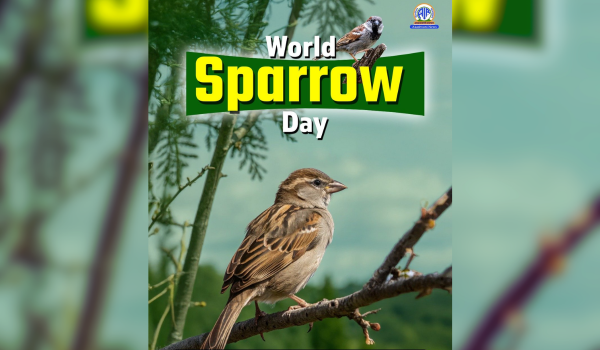 World Sparrow Day observed globally to highlight declining sparrow populations