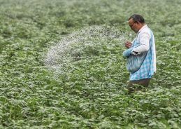 Government increases fertilizer imports to ensure availability