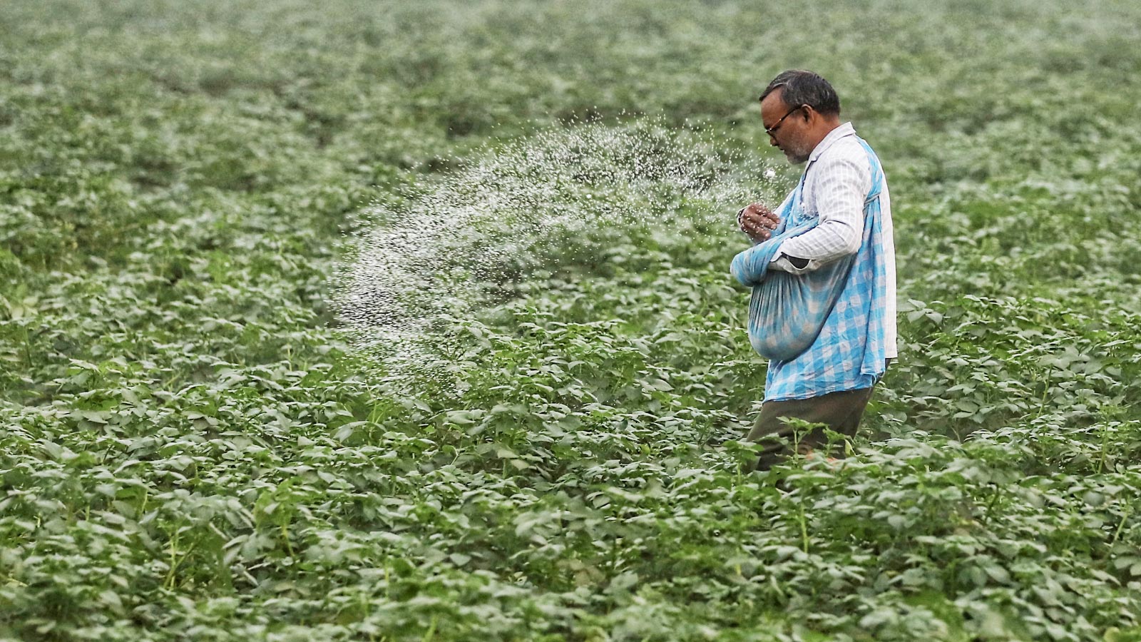 Government increases fertilizer imports to ensure availability