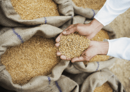 Govt Says Wheat Production 2025-26 Remains Resilient Despite Weather Challenges