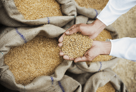 Govt Says Wheat Production 2025-26 Remains Resilient Despite Weather Challenges