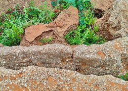 Fossil Bed dating back to Holocene period discovered in Thoothukudi, Tamil Nadu