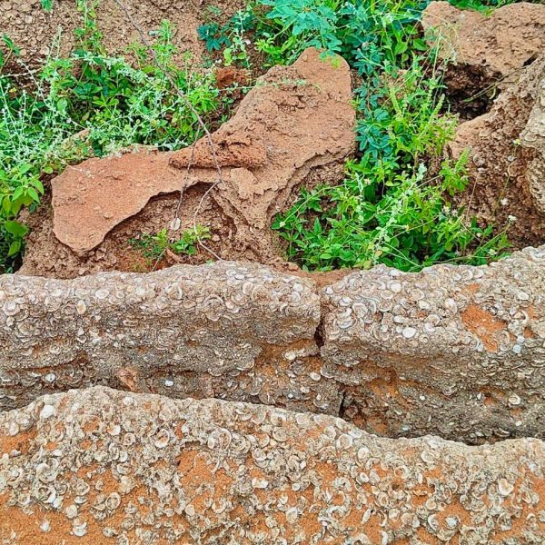 Fossil Bed dating back to Holocene period discovered in Thoothukudi, Tamil Nadu