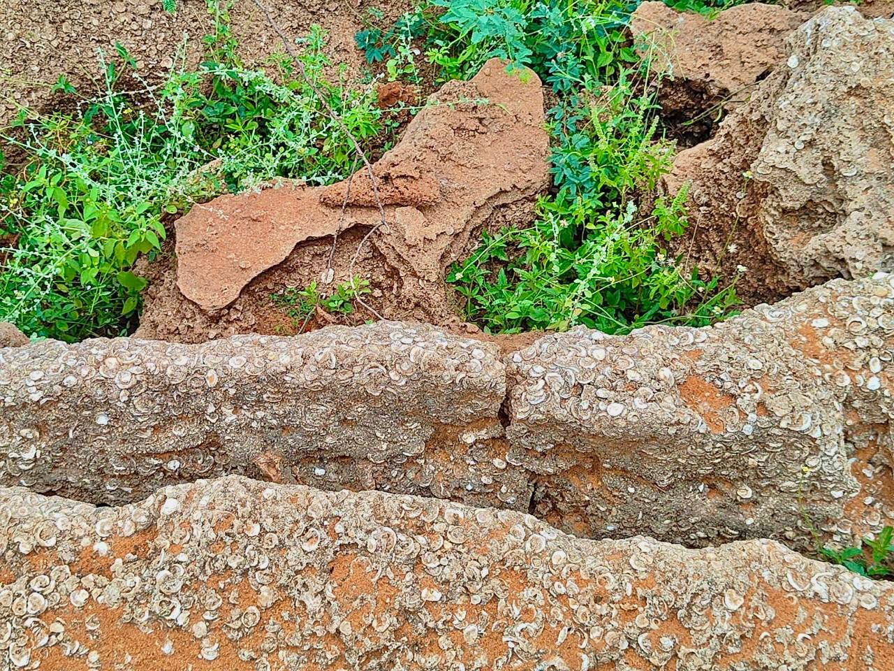 Fossil Bed dating back to Holocene period discovered in Thoothukudi, Tamil Nadu