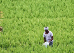 Summer crop sowing covers over 58 lakh hectares across country