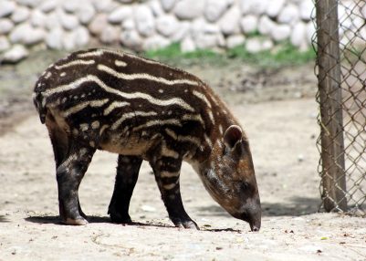 World Tapir Day being observed today