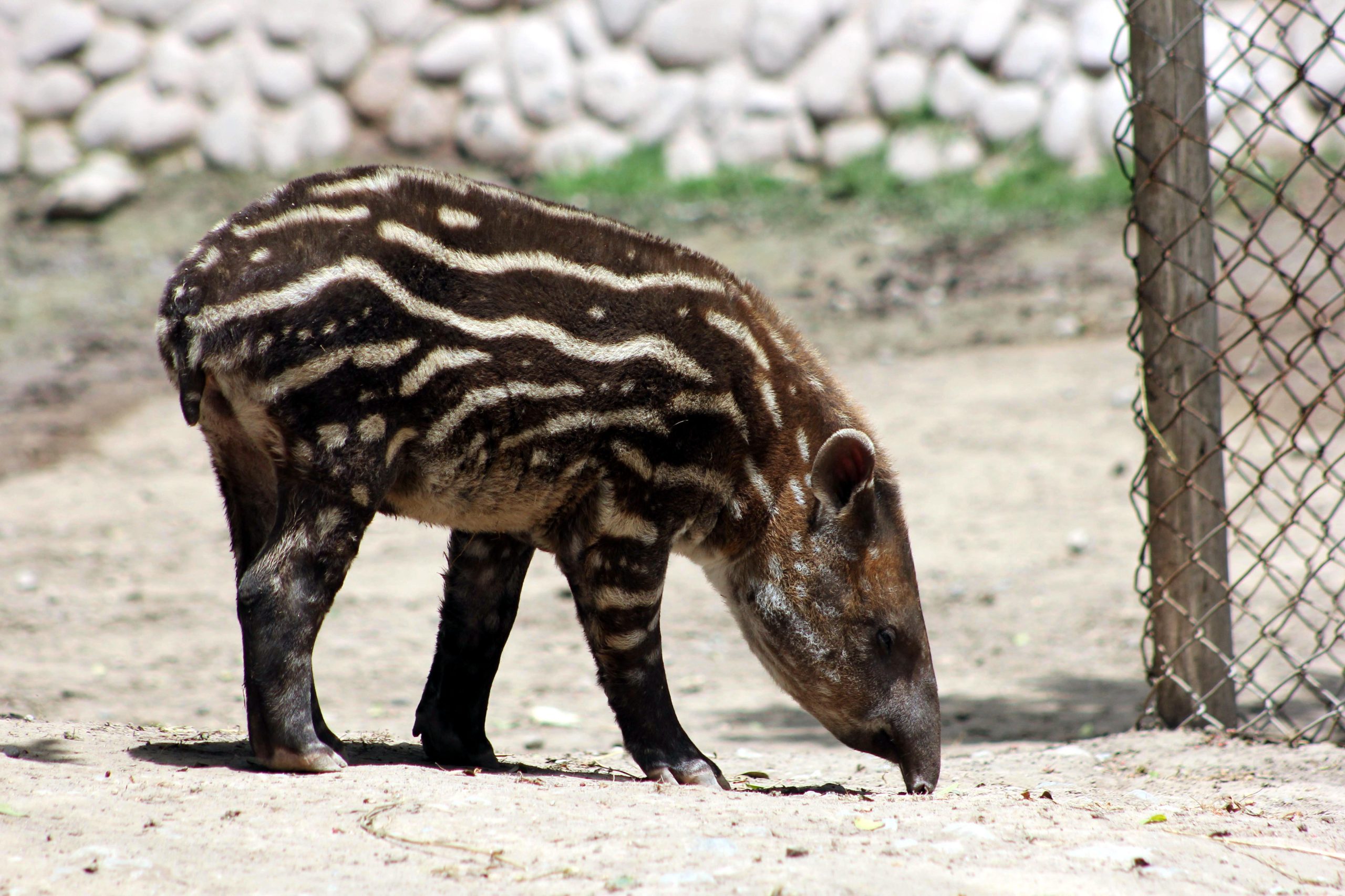 World Tapir Day being observed today