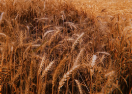 Agriculture Ministry says summer crop area coverage crosses 64 lakh hectare