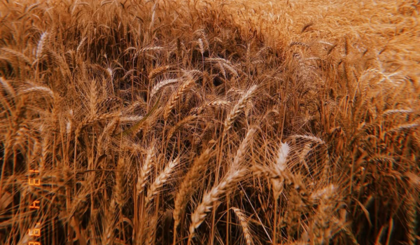 Agriculture Ministry says summer crop area coverage crosses 64 lakh hectare