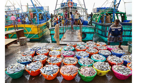 भारत का समुद्री खाद्य निर्यात 72,300 करोड़ रुपये के पार