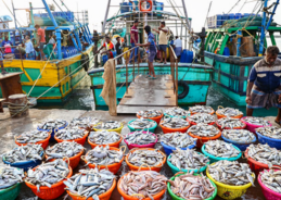 India’s Seafood exports rise to over ₹72,300 cr in FY 2025-26